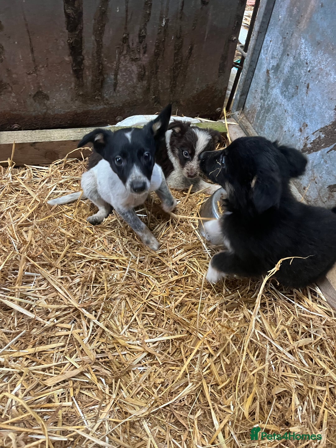 Border Collie dogs for sale: 5beautiful border collie puppies - Image 11