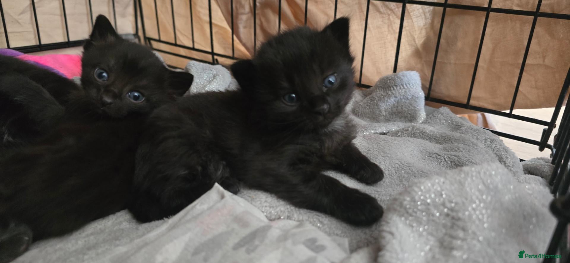 Siamese cats 3 remining Siamese X British Shorthair kittens - Advert 1