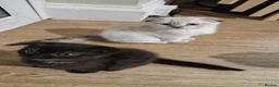 Scottish Fold cats for sale: 🐾Cute🐱 Scottish fold and Scottish straight🐱🐾 - Advert 18