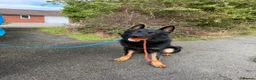 German Shepherd dogs for sale: Professionally trained german shepherd  - Advert 2