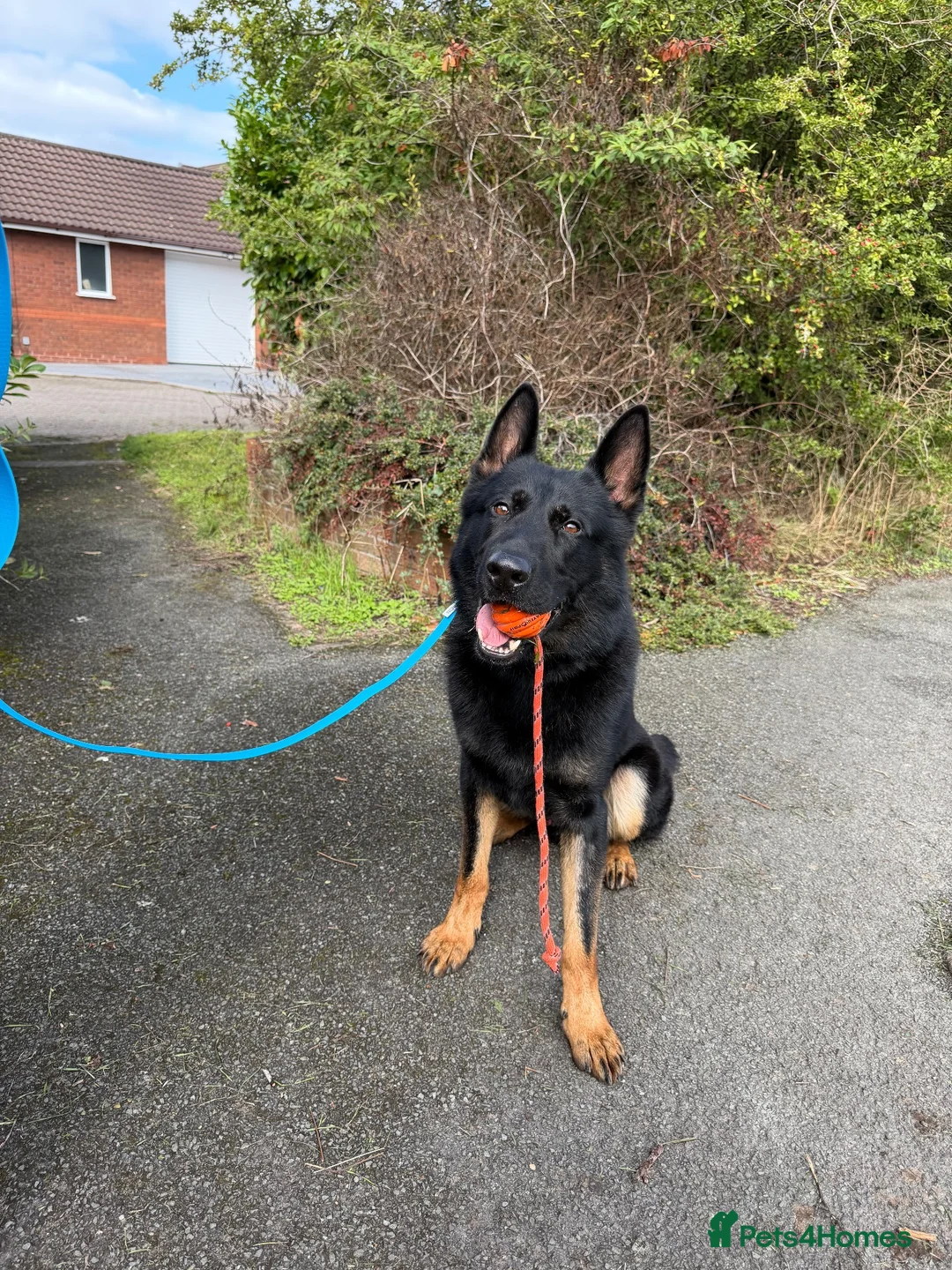 German Shepherd dogs for sale: Professionally trained german shepherd  - Advert 2
