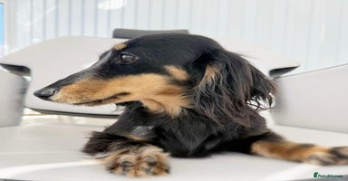 Miniature Dachshund dogs - Advert 4