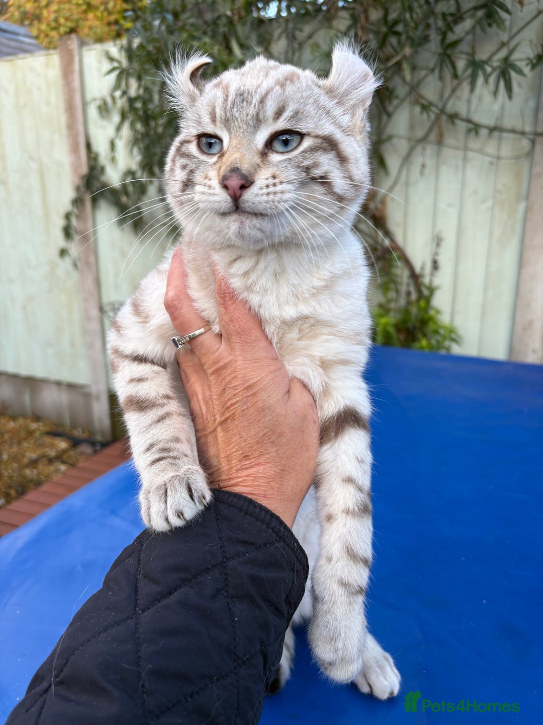 Savannah cats for sale: Superb snow leopard male  - Advert 5