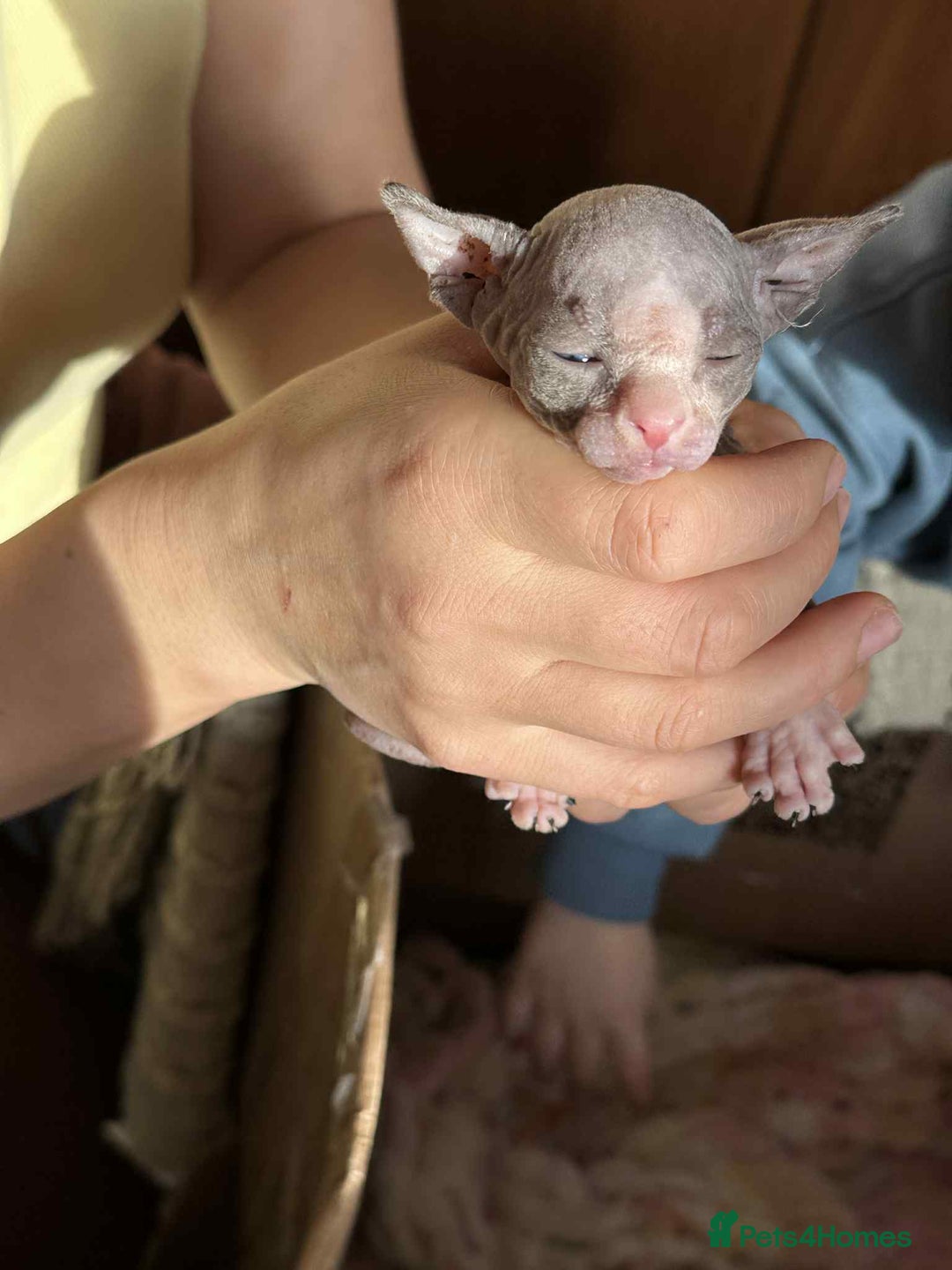 Sphynx cats for sale: Sphinx kittens 🩵❤️ - Advert 10