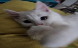 Bengal cats for sale: Adorable  kitten  - Image 1
