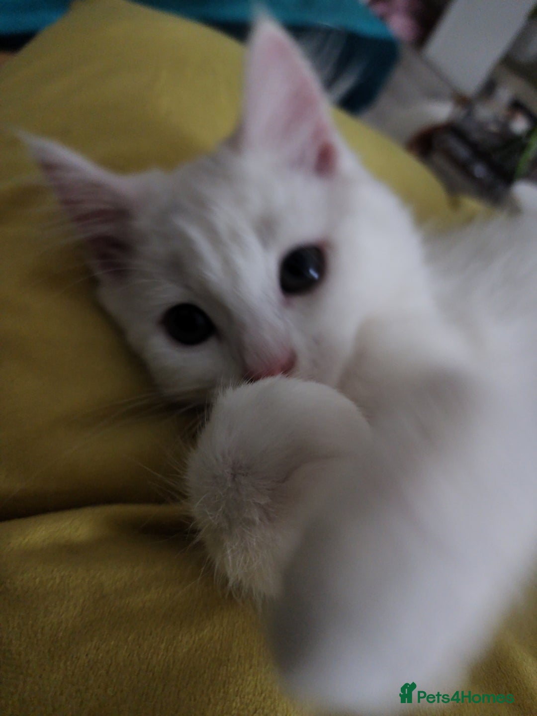 Bengal cats for sale: Adorable  kitten  - Image 1