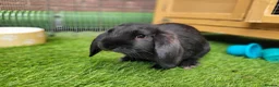 Mini Lop rabbits for sale: Beautiful Mini Lop Mix Rabbits - READY THURSDAY  - Advert 15