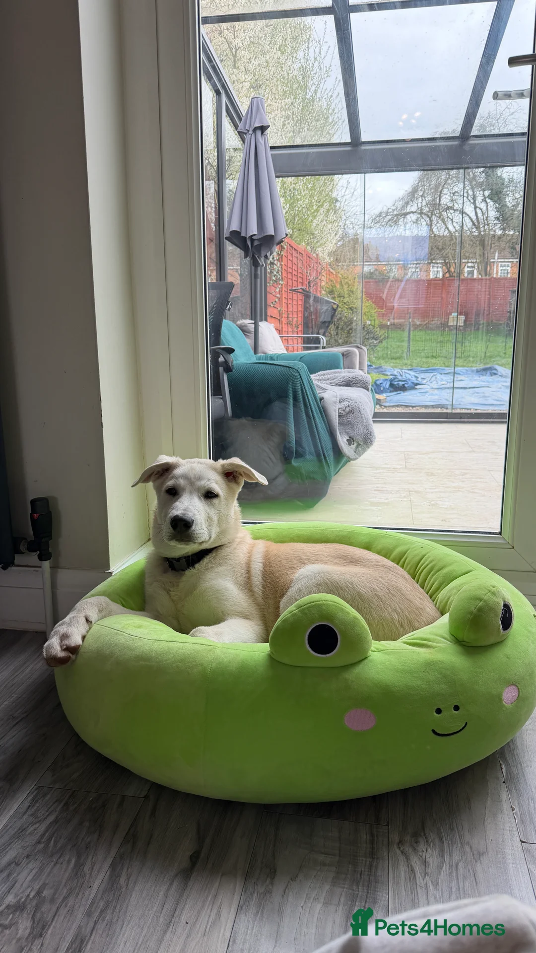 Mixed Breed dogs for adoption: Sweet Stanley 3 Month Shepherd Husky Puppy 💙 - Advert 2