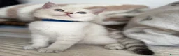 British Shorthair cats for sale: Beautiful BSH Blue Golden TICA kittens - Advert 9