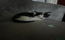 British Shorthair cats for sale: 1 female and 3 toms - Image 9