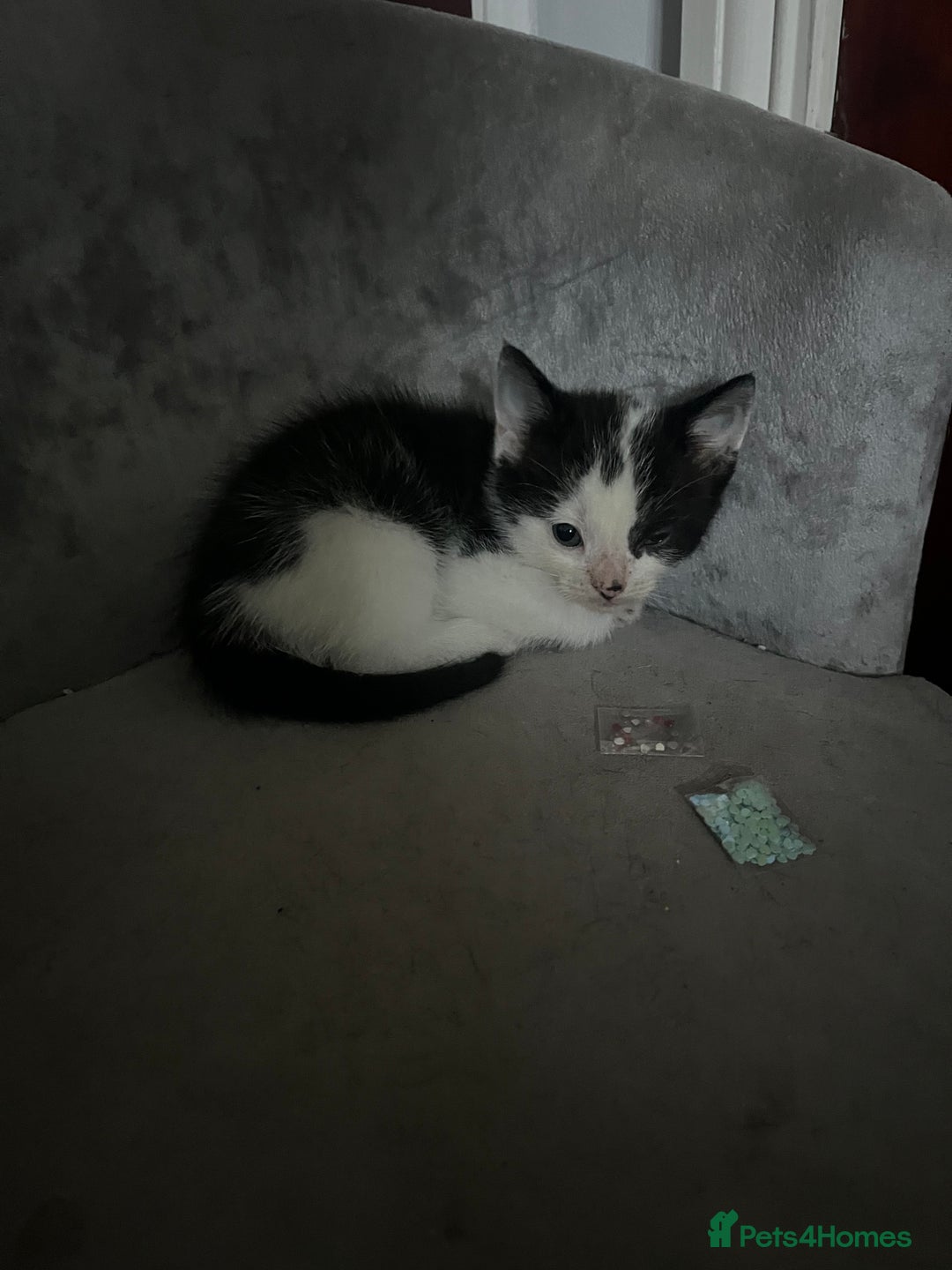 British Shorthair cats for sale: 1 female and 3 toms - Image 9