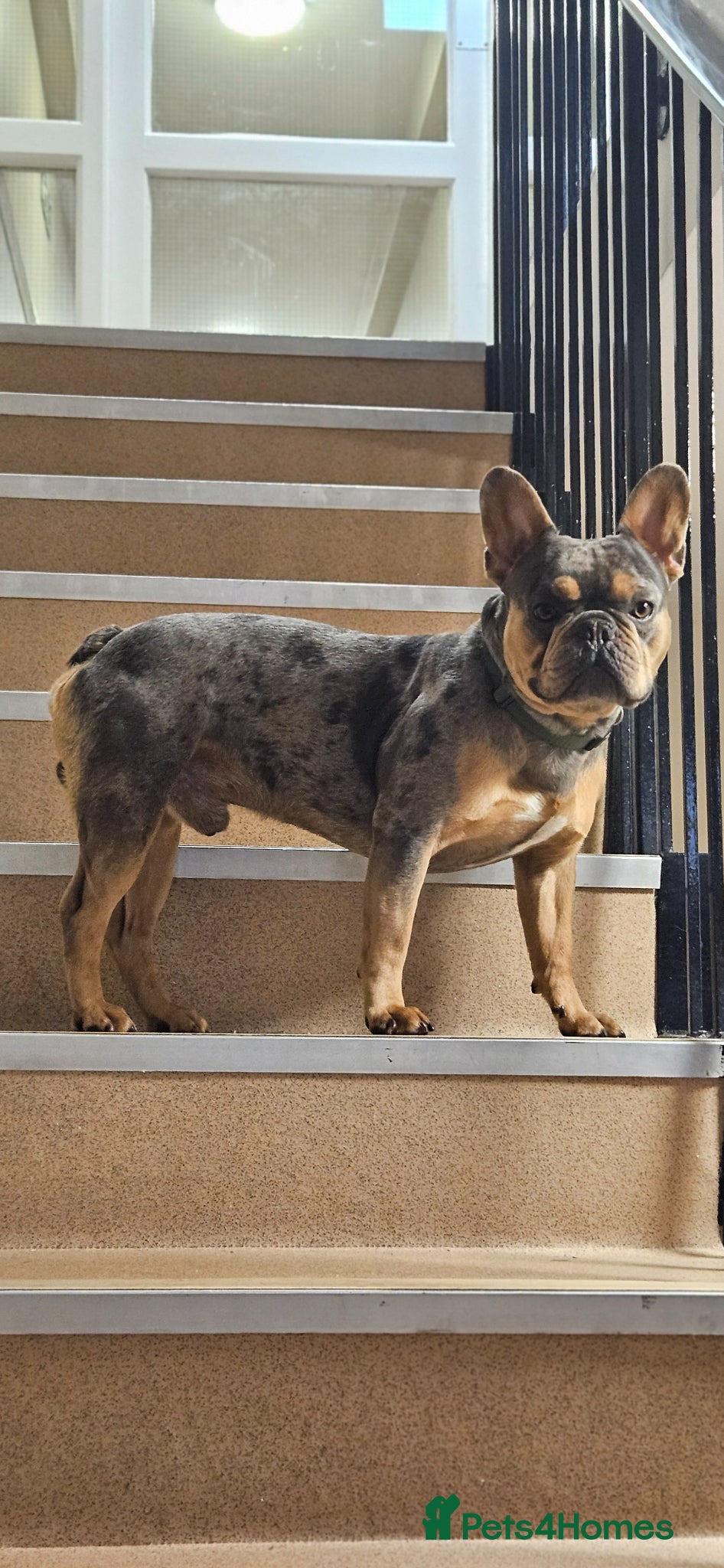 French Bulldog dogs Handsome 3yr old Frenchie Stud (full papers) - Advert 1