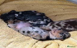 Miniature Dachshund dogs for sale: Miniature dapple dachshund  - Image 2