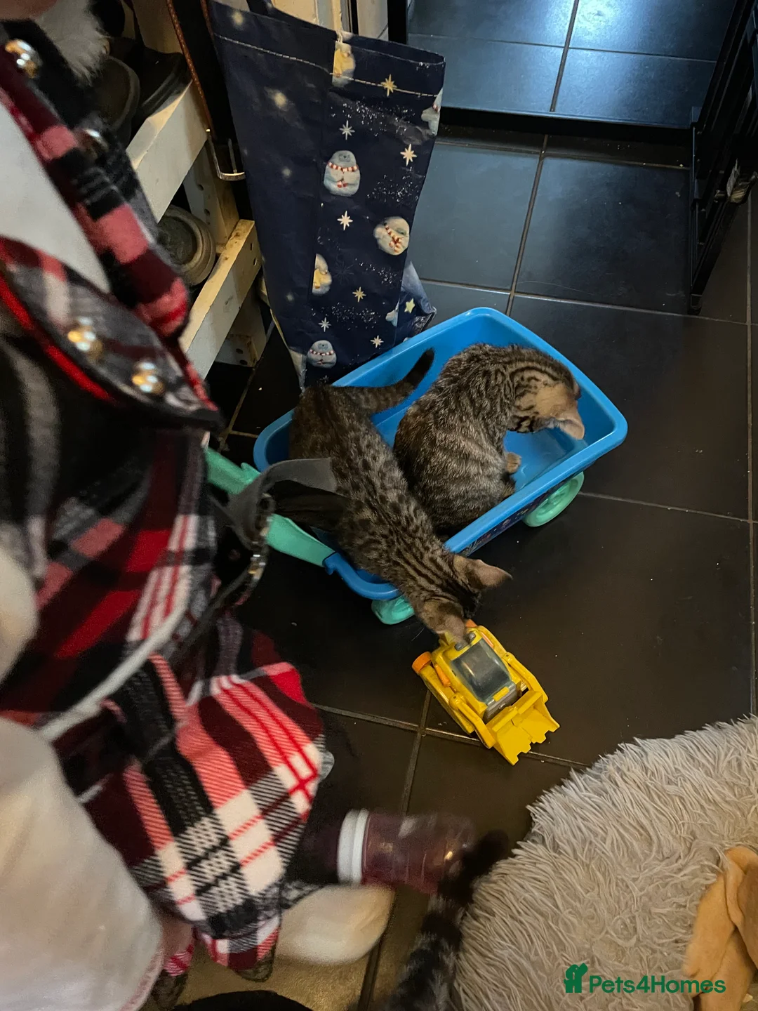 Bengal cats for sale: ❤️INTRODUCING 4 BEAUTIFUL FELINES KITTENS ❤️ - Advert 12