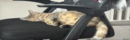 Mixed Breed cats for sale: Beautiful and friendly Tabby cat - Advert 10