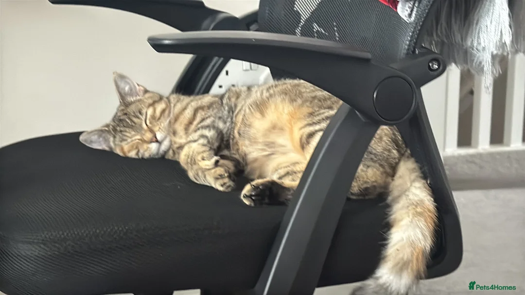 Mixed Breed cats for sale: Beautiful and friendly Tabby cat - Advert 10