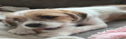 Mixed Breed dogs for sale: Parson terrier x king Charles spaniel - Advert 4