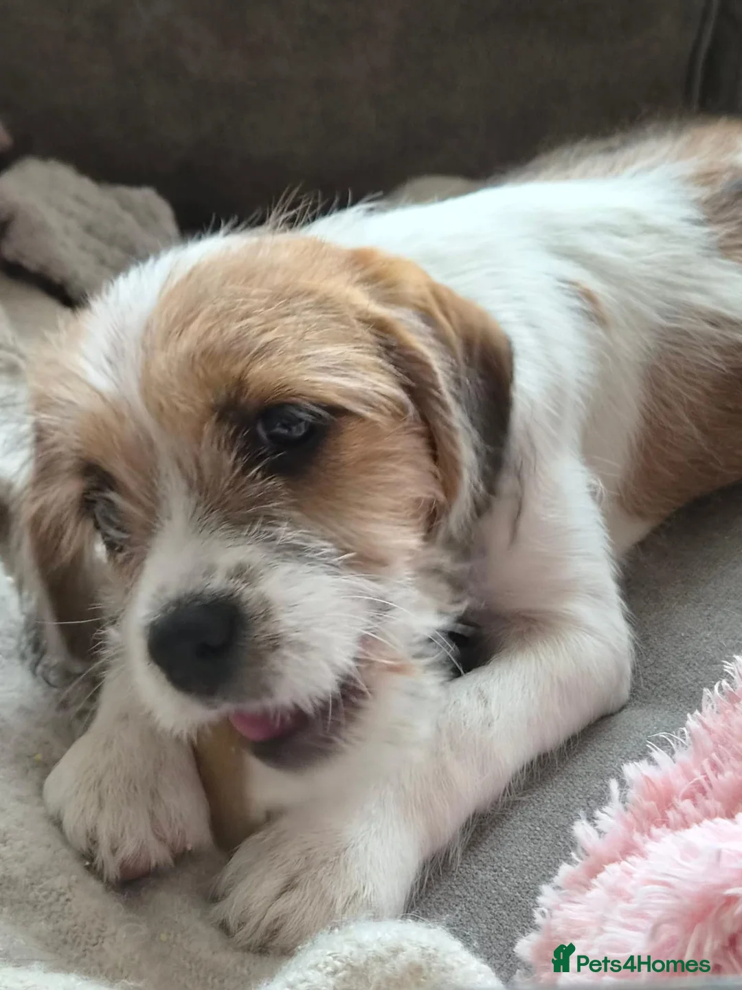 Mixed Breed dogs for sale: Parson terrier x king Charles spaniel - Advert 4