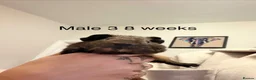 Guinea Pig rodents for sale: Agouti baby guinea pigs 5 males 1 female  - Advert 12