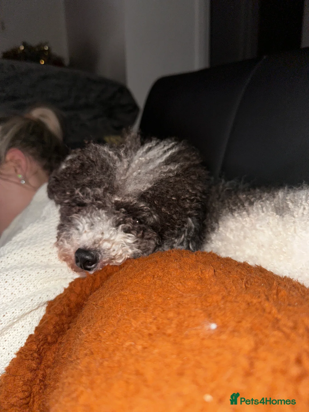 Toy Poodle dogs for stud: KC PROVEN toy poodle male for stud in Gerrards Cross - Advert 6