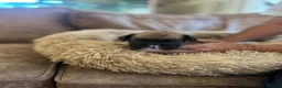 Boxer dogs for sale: Beautiful long and Bob tail kc reg puppies  - Advert 18