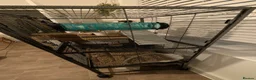Rat rodents for sale: 3 adorable female Dumbo fancy rats for sale  in Cambridge - Advert 10