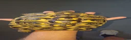 Hermann Tortoise reptiles for sale: Two testudo hermanni hermanni dwarf tortoises fm - Advert 3