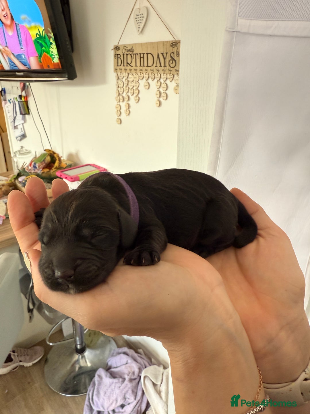 Cocker Spaniel dogs for sale: 6 beautiful Cocker Spaniel puppies.  - Advert 28