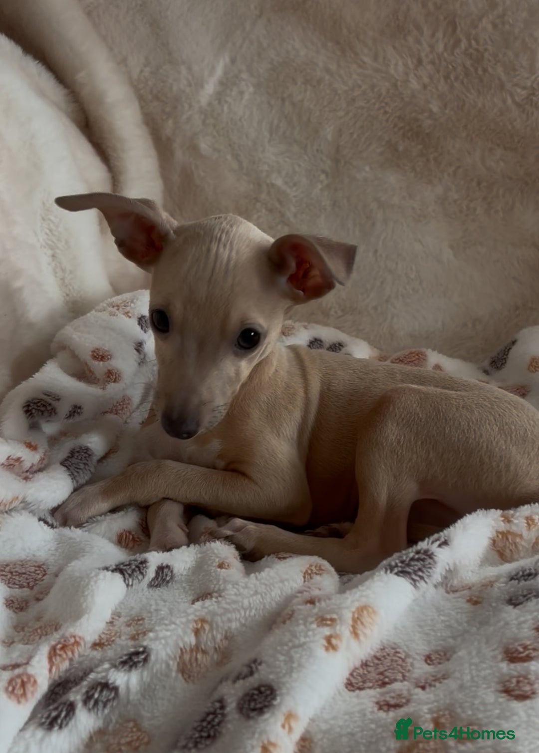 Italian Greyhound dogs for sale: 2 beautiful cream and blue boys - Advert 2