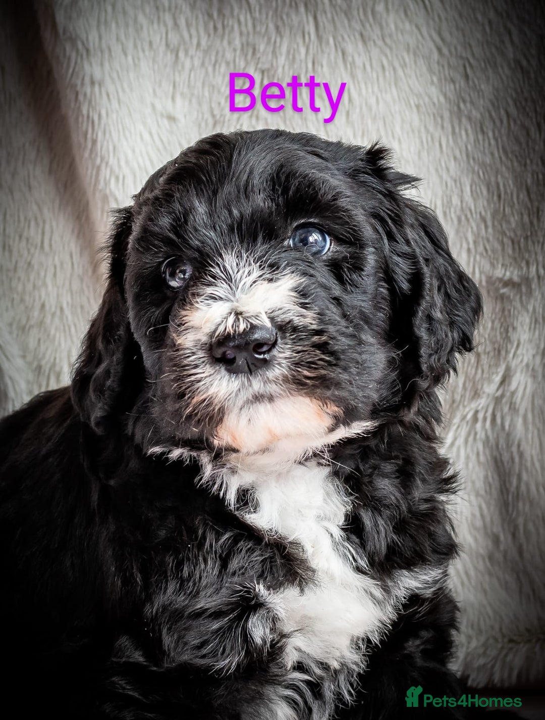 Sheepadoodle dogs for sale: *2 GIRLS LEFT* F1 DNA tested sheepadoodles  - Image 1
