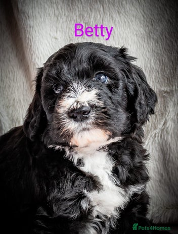 Sheepadoodle dogs - Advert 1