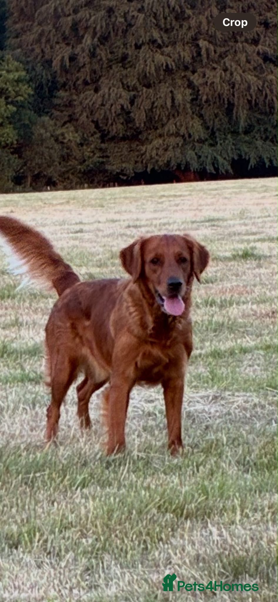 Golden Retriever dogs Beautiful Very dark red golden retriever  - Advert 2
