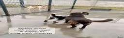 Mixed Breed dogs for adoption: Kenya, 1 yr approx. Reserved STC. - Advert 11
