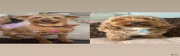 Mixed Breed dogs for sale: RED COCKAPOO X LABRADOODLE PUPS in Doncaster - Advert 2