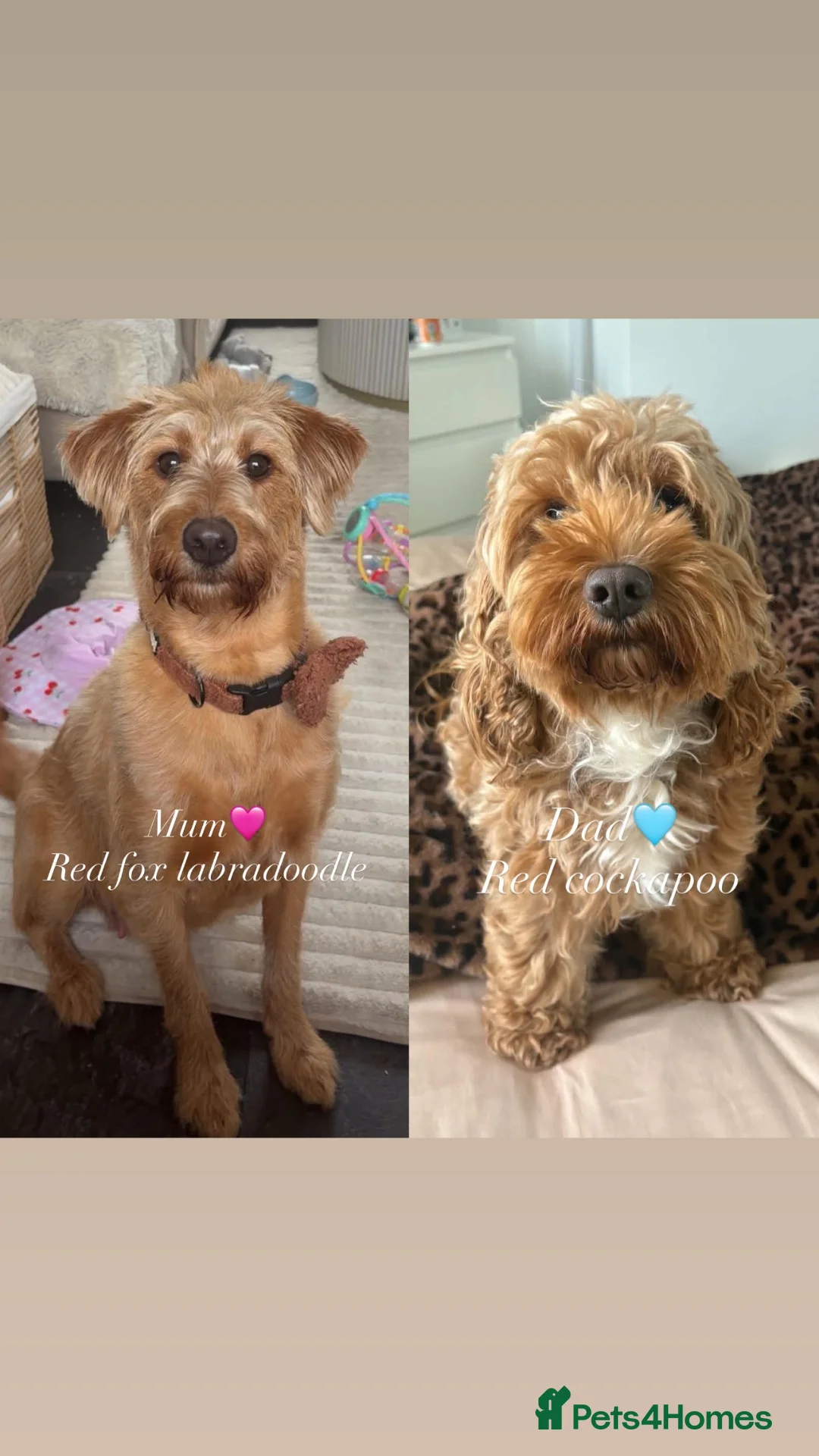 Mixed Breed dogs for sale: RED COCKAPOO X LABRADOODLE PUPS in Doncaster - Advert 2