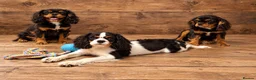 Cavalier King Charles Spaniel dogs for sale: Beautiful litter of cavalier pups ready now 💕 - Advert 10