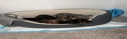 Miniature Dachshund dogs for sale: miniature dachshund  in Yarm - Advert 9