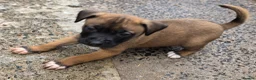 Mixed Breed dogs for sale: Belgian mallionas x staffy pups 6 females - Advert 1