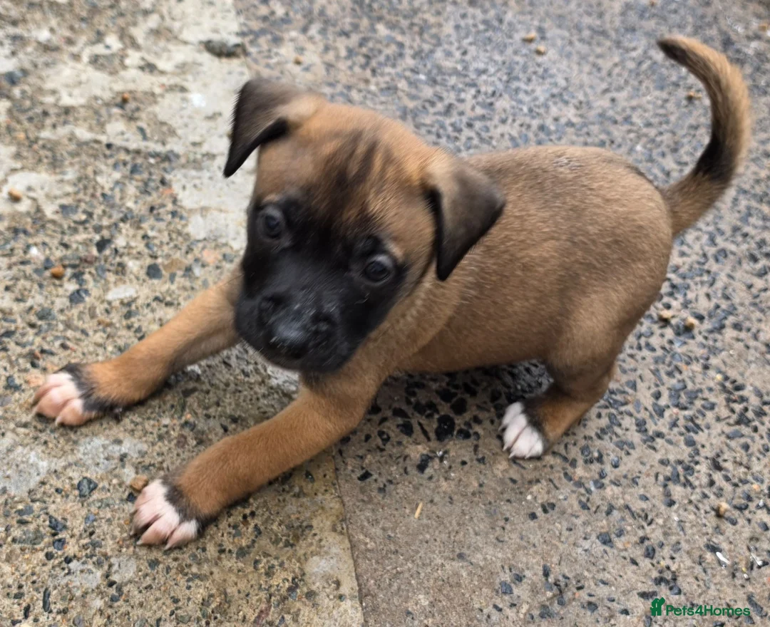 Mixed Breed dogs for sale: Belgian mallionas x staffy pups 6 females - Advert 1