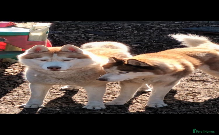 Siberian Husky dogs - Advert 10
