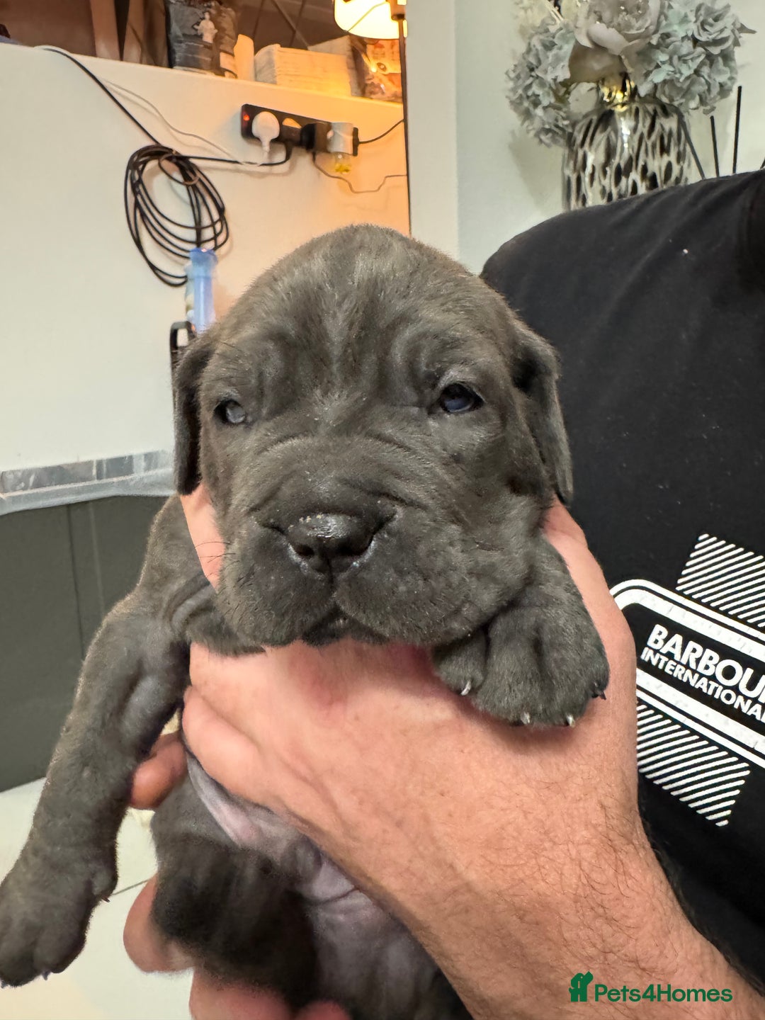 Neapolitan Mastiff dogs for sale:  Neapolitan mastiff puppies Newcastle  - Image 20