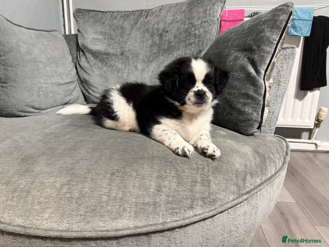 Mixed Breed dogs for sale: 2 Shihtzu cross Pomerania puppies  - Advert 4