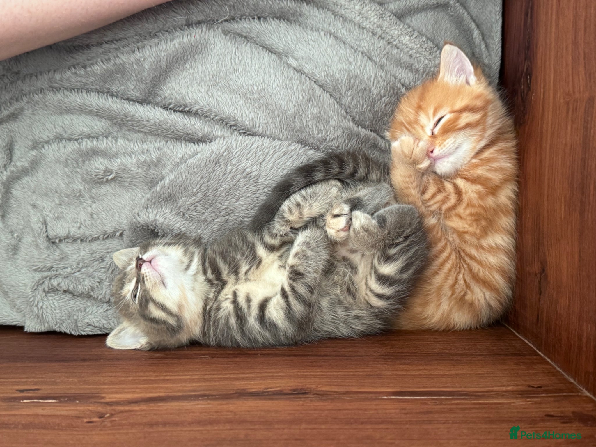 Mixed Breed cats for sale: Gorgeous fluffy affectionate kittens  in Cirencester - Advert 15