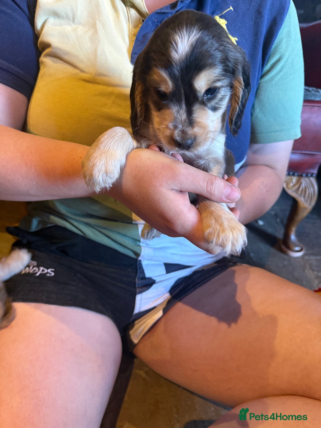 Cocker Spaniel dogs for sale: Wonderful show type cocker spaniels - Image 10