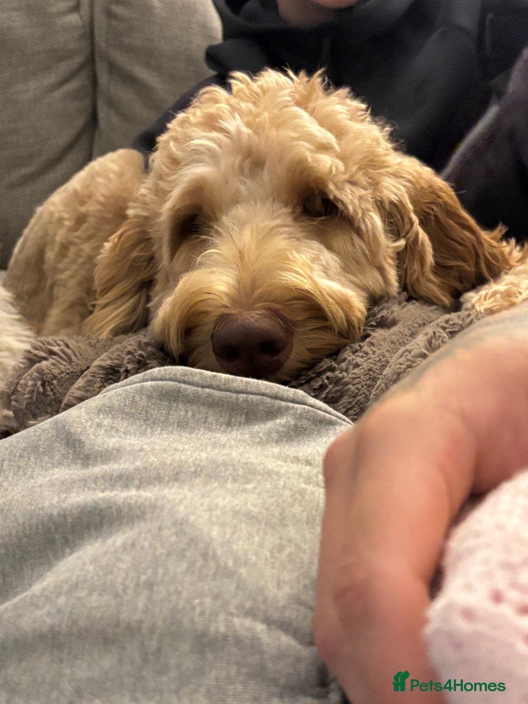 Labradoodle dogs for sale: Teddy - Advert 2