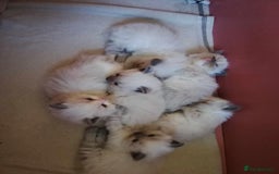 Ragdoll cats for sale: Ragdoll Kittens - Image 2