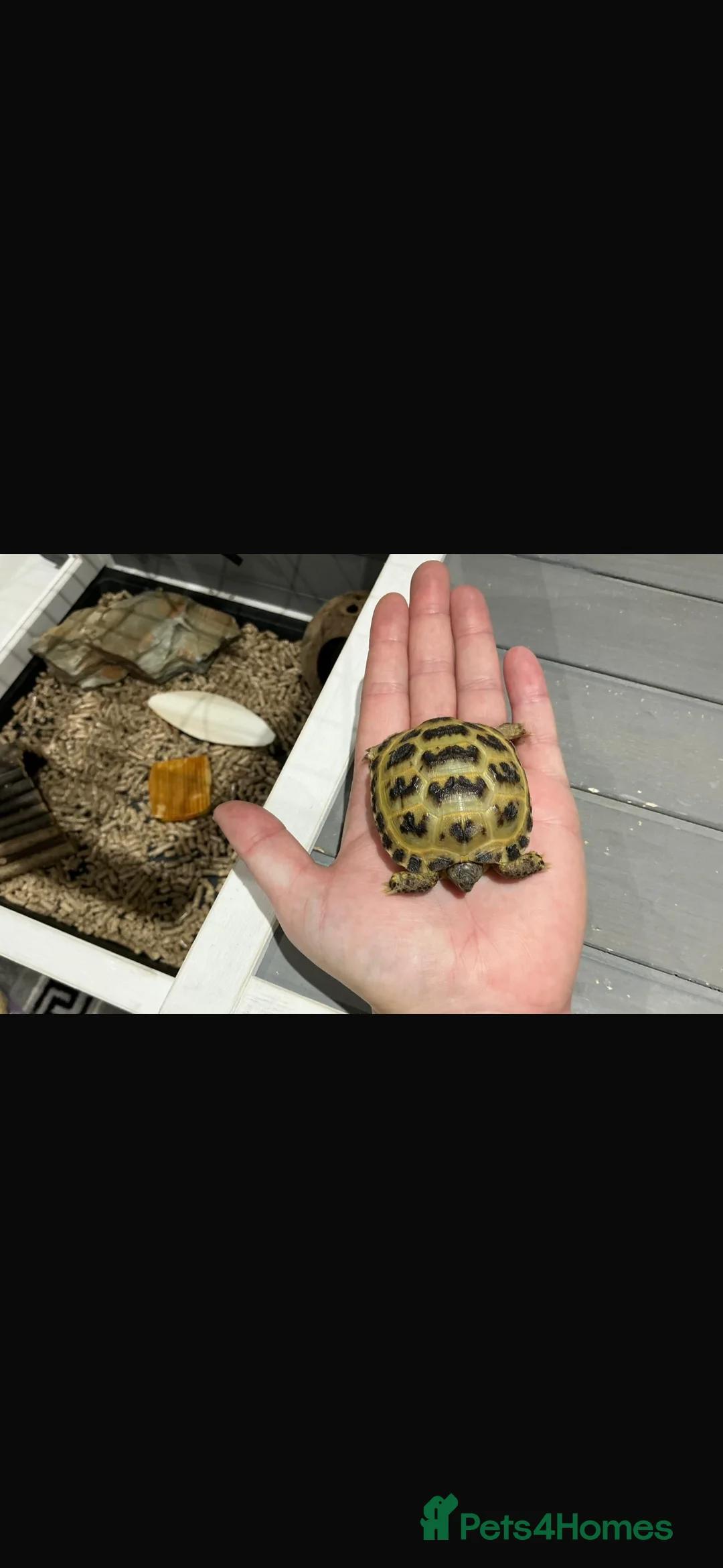 Tortoise reptiles for sale: Horfield tortoise - Advert 2