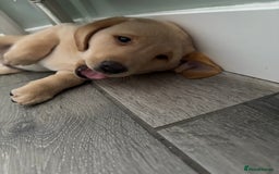 Labrador Retriever dogs for sale: Stunning kc labradors  - Image 11