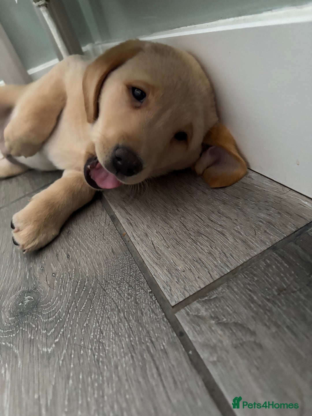 Labrador Retriever dogs for sale: Stunning kc labradors  - Image 11