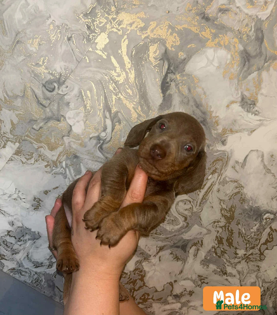 Miniature Dachshund dogs for sale: Minature Dachshund puppys  - Advert 23